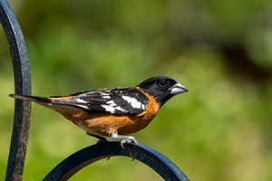 Black-headed Grosbeak